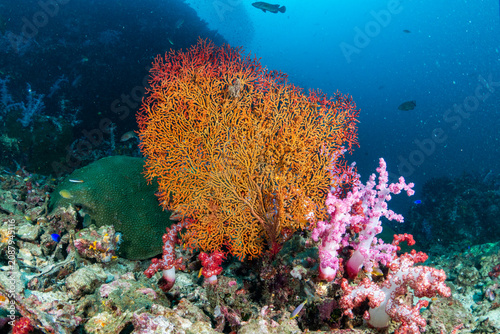Orange fan coral and soft coral colonies thriving on the deep underwater reefs at Richelieu Rock in the Andaman Sea Thailand
