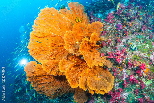 Sea fan coral with orange gorgonian structures at Richelieu Rock Thailand surrounded by reef fish