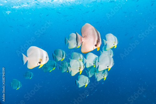 Batfish school swimming in deep blue ocean water at Richelieu Rock scuba diving site in Thailand
