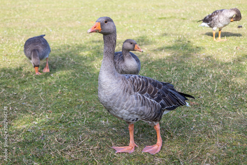 фотографія Greylag geese standing on green grass field in sunny park