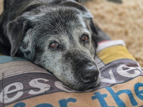 An elderly dog ​​resting on a cushion

