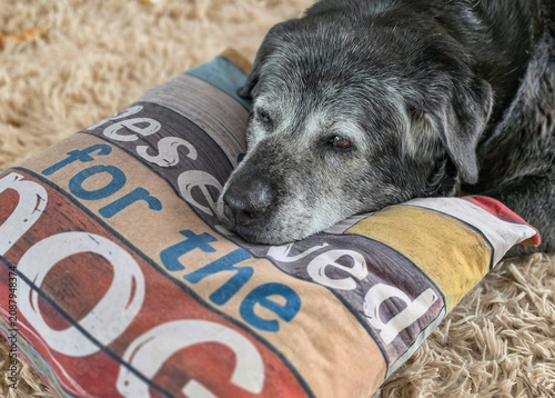 An elderly dog ​​resting on a cushion labeled 