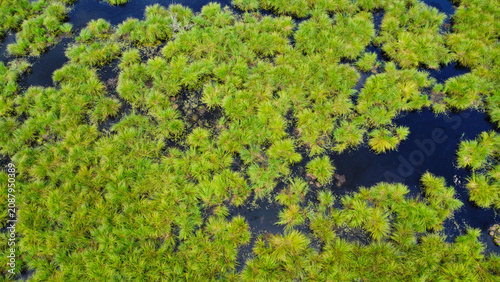 Foto Aerial top-down view of a vibrant green wetland swamp with tufts of grass growing out of dark water