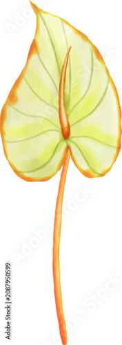 Watercolor Tropical Anthurium Leaf