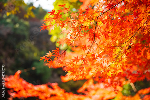 奥多摩、御岳渓谷の素晴らしい紅葉