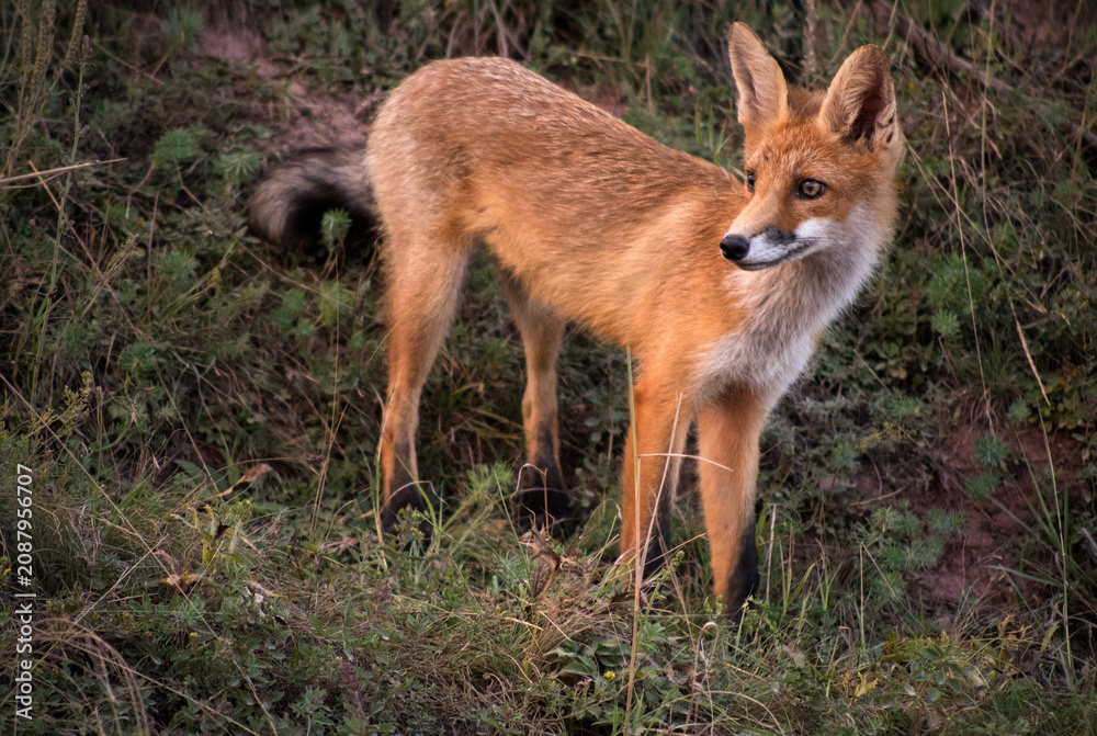 Fototapeta premium A red fox carefully surveys the area among the thick grass