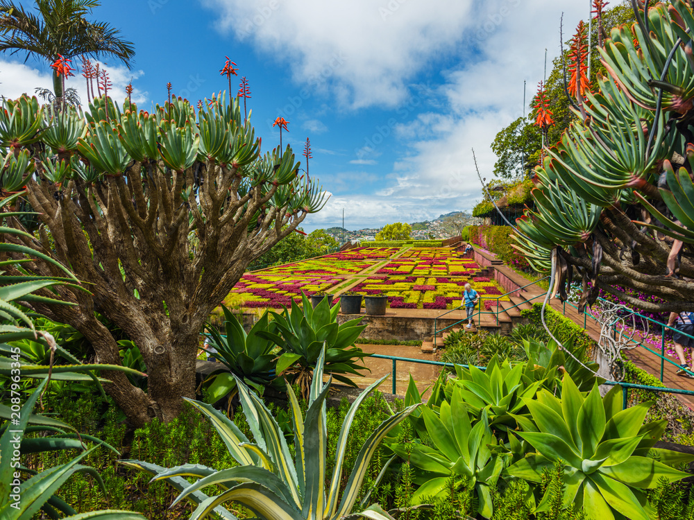 Obraz premium Large exotic succulent plants and a dragon tree growing on a sunny terraced slope in the Botanical Garden of Madeira, Funchal, Portugal