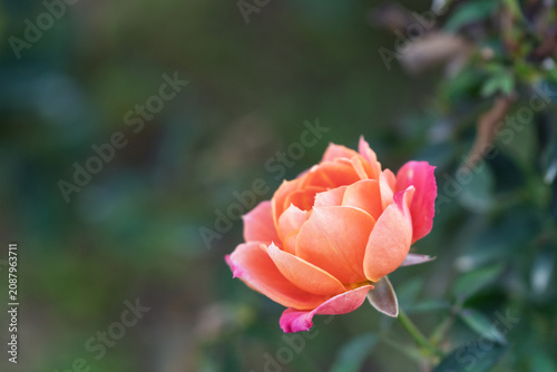 Close up of beautiful apricot orange English rose Pat Austin blooming in garden with natural green copy space