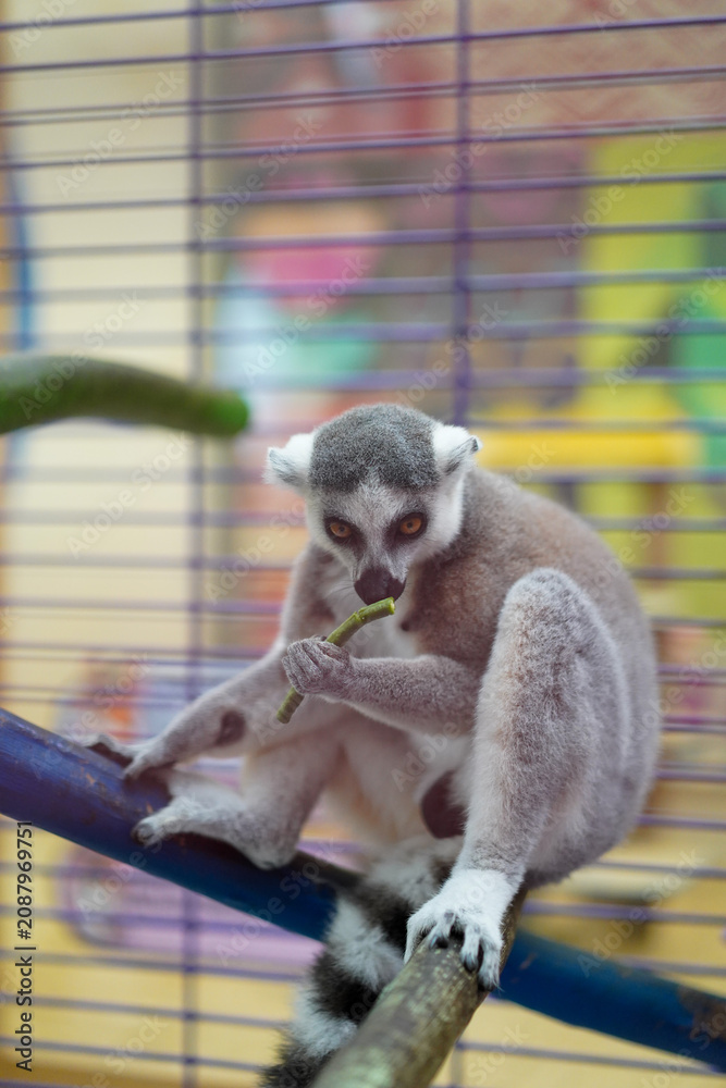 Fototapeta premium Ring-tailed lemur eating on a branch in a cage