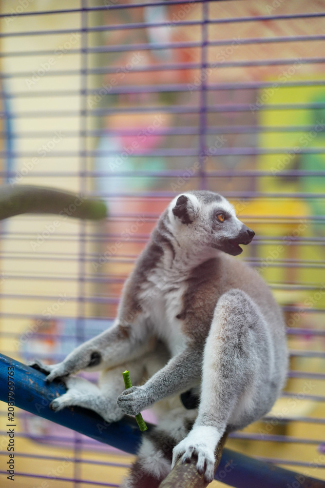 Fototapeta premium Ring-tailed lemur sitting on a branch in a cage