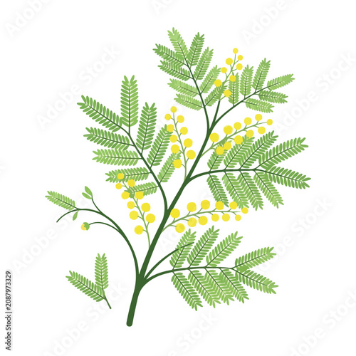 Obraz na plátně A vector illustration of a blooming mimosa branch, featuring feathery green leaves and vibrant yellow spherical flower clusters