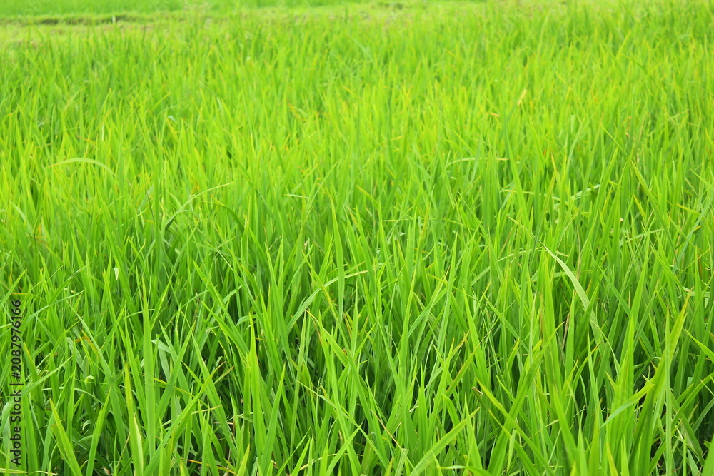 Fototapeta premium green rice field