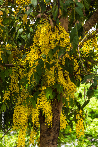 A close-up of a golden shower tree in late spring/early summer, its branches laden with golden clusters of flowers, inflorescences, green leaves, and long, narrow pods.