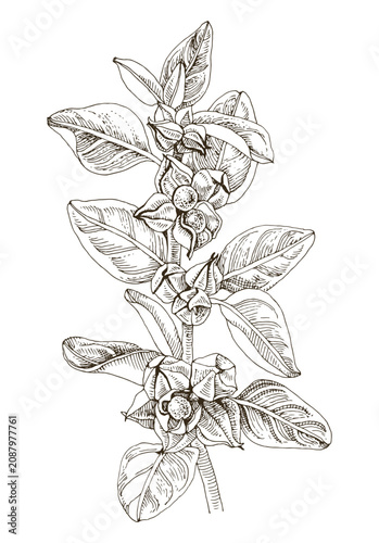 Ashwagandha hand drawn branch with seeds