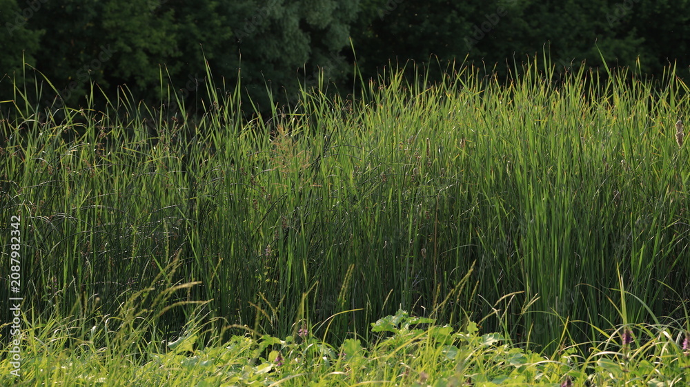 Fototapeta premium Tall green reeds and wild grasses in a wetland, natural background, organic nature texture