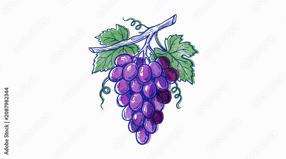 Obraz premium Hand drawn illustration of a fresh purple grape bunch with green leaves on a white background
