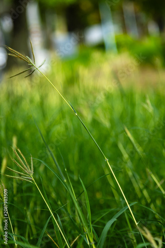 Close-up shots of park clumps, green grass, and flower spikes in backlight, natural light, and soft-focus plant landscape.