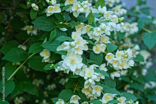 jasmine branch with white flowers and green leaves in the garden