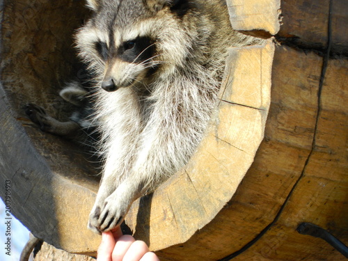 Obraz na płótnie raccoon in a safari park, raccoon, raccoon-human contact