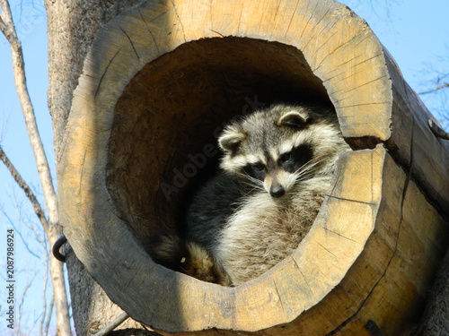 Fotografie raccoon in a safari park, raccoon, raccoon-human contact