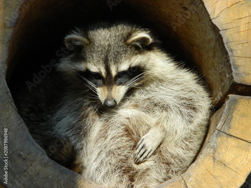 Foto raccoon in a safari park, raccoon, raccoon-human contact