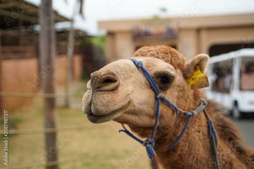Bild auf Leinwand Brown camel with blue rope halter in outdoor setting
