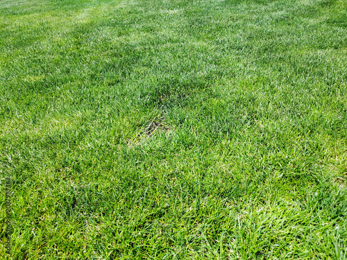 Photo lush green grass lawn with a natural texture. Fresh outdoor background for landscaping, gardening, parks, sports fields, nature concepts, environmental themes, spring and summer designs.