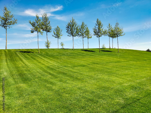 Green landscape with perfectly maintained green lawn and a row of young trees under a clear blue sky. Spring scenery fresh grass. For gardening, parks, environmental and outdoor lifestyle concepts.