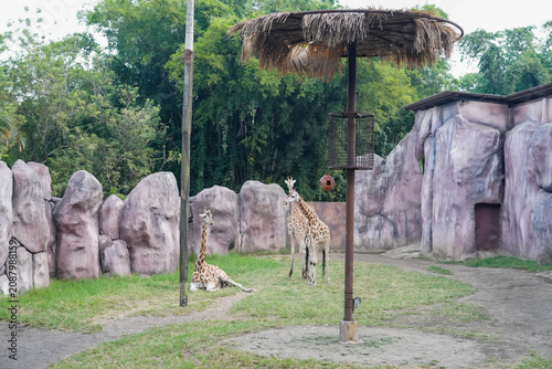 Photography giraffe and lion under a thatched umbrella in zoo enclosure