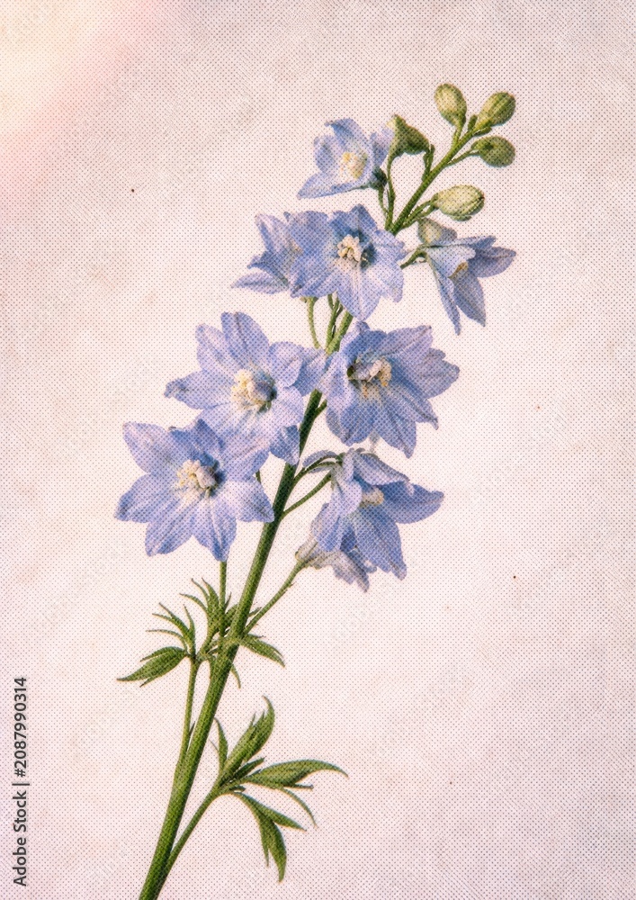 Fototapeta premium Delicate floral art poster image