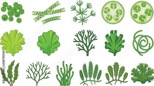 Green Algae Microorganisms and Seaweed Vector Set with Volvox, Spirogyra, Chlorella, Kelp, and Marine Botany Icons for Science Education and Ecosystem Designs
