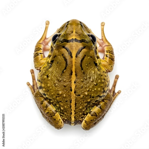 Top View of a Large Green and Brown Frog on a White Background.