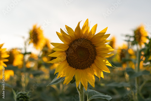 Strahlende Sonnenblume im Sommer – Leuchtend gelbe Blüte in der Natur