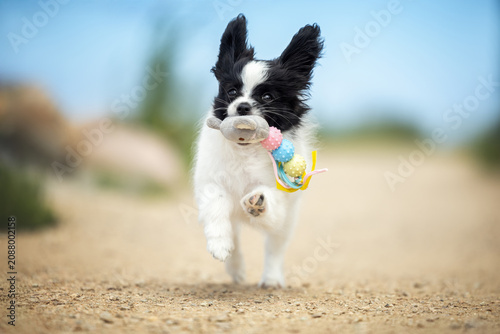 Картината върху платно happy papillon puppy running outdoors with a toy in mouth