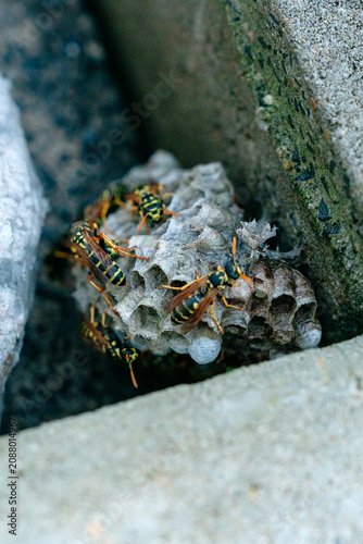 Close up of wasp nest between stones. Small wasp nest with active wasps macro