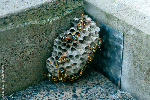 Wasps nest with wasps on stone wall. Wasp nest built on building corner