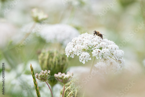 Fotografie Wild carrot plant, daucus carota, wildflower with honey bee collecting nectar, f