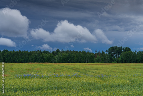 green field and cloudy sky