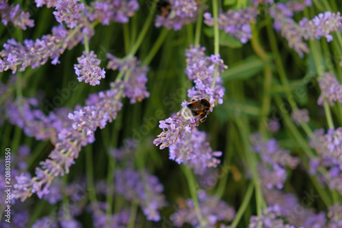 Blooming lavender with a bumblebee in soft summer light. Natural floral background for wellness, aromatherapy, garden, and cosmetic branding.