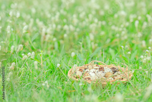 Quail eggs in basket on green grass with white flowers blooming, Partridge eggs