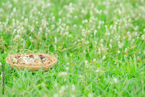 Quail eggs in basket on green grass with white flowers blooming, Partridge eggs