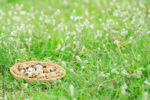 Quail eggs in basket on green grass with white flowers blooming, Partridge eggs