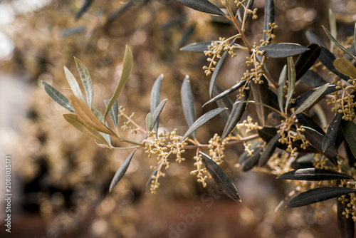Close-up of olive tree branch with silvery green leaves and small cream-yellow blossoms in soft natural light