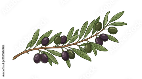 Watercolor painting of an olive branch with green and purple olives on a white background, symbolizing peace and Mediterranean cuisine, with artistic botanical details.