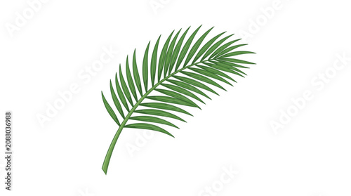 A single green palm frond isolated on white background in a minimalist artistic style for tropical or summer themed designs and decoration