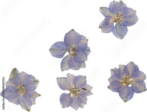 Blue Vintage Pressed Dried Delphinium Flowers Top View