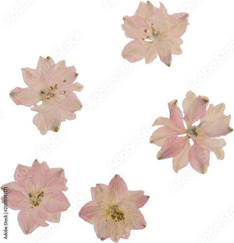 Pink Vintage Pressed Dried Delphinium Flowers Top View