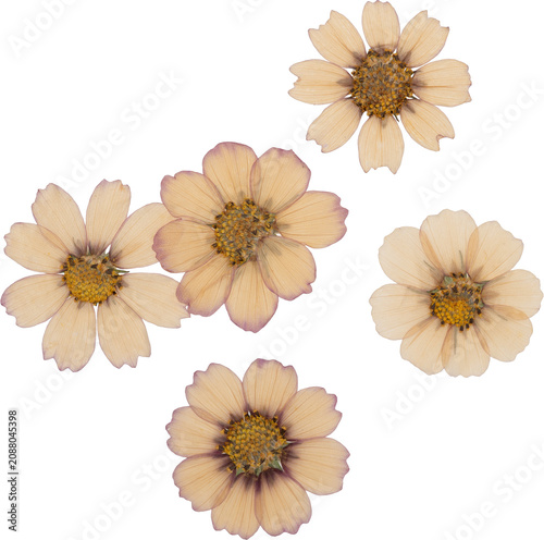 White And Purple Vintage Natural Pressed Dried Cosmos Flowers Top View