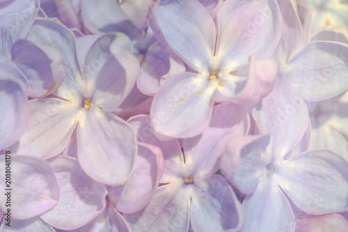 Spring pink purple lilac flowers sun rays background