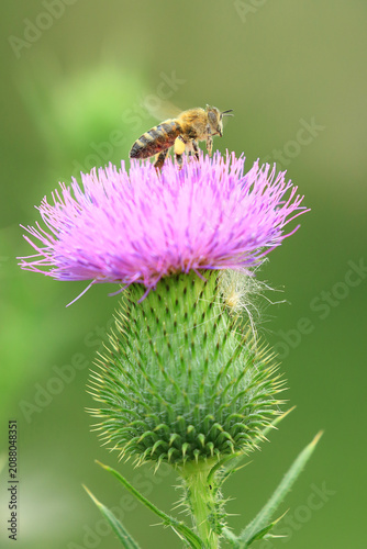 Honey Bee collecting pollen on wildflower